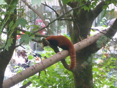 Ailurus fulgens