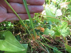 Hemerocallis minor