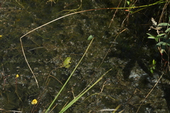 Pelophylax lessonae