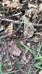 Vespa crabro