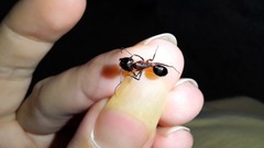 Camponotus barbaricus