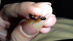 Camponotus barbaricus