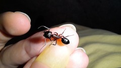 Camponotus barbaricus