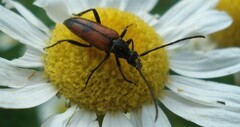 Stenurella bifasciata