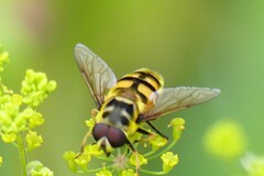 Myathropa florea
