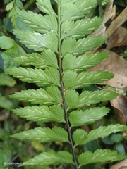 Asplenium cuneatiforme