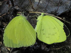 Eurema