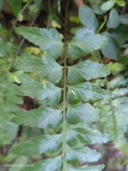 Asplenium cuneatiforme