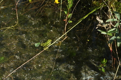 Pelophylax lessonae
