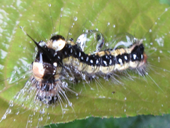 Acronicta