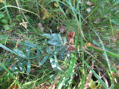 Trifolium lupinaster
