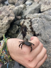 Pachygrapsus crassipes