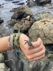 Pachygrapsus crassipes