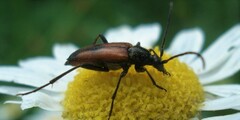 Stenurella bifasciata