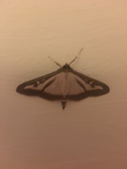 Cydalima perspectalis