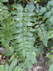 Asplenium cuneatiforme