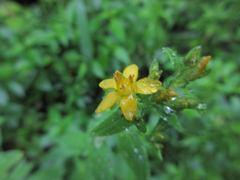 Hypericum erectum