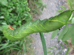 Clanis bilineata