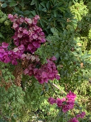 Bougainvillea