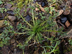 Anthemideae
