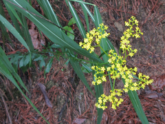 Patrinia scabiosifolia