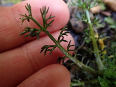 Anthemideae