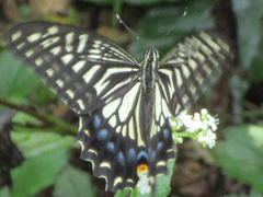 Papilio xuthus