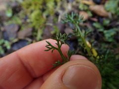 Anthemideae