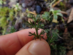 Anthemideae