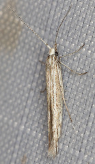 Coleophora
