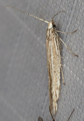 Coleophora