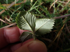 Fragaria