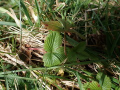 Fragaria