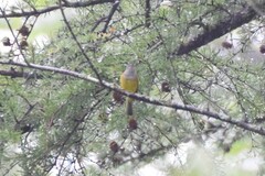 Culicicapa ceylonensis