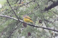 Culicicapa ceylonensis