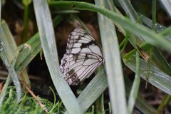 Melanargia
