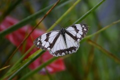 Melanargia