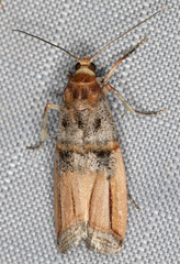 Dasypyga alternosquamella