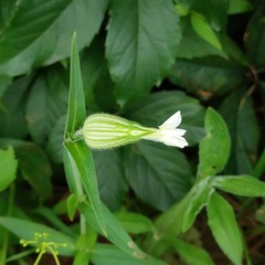 Silene latifolia alba