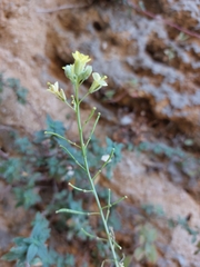 Diplotaxis harra crassifolia