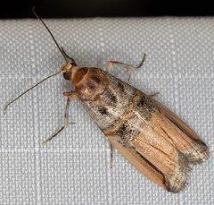Dasypyga alternosquamella