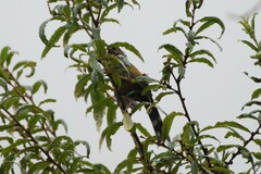 Trochalopteron elliotii