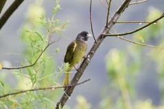 Spizixos semitorques