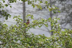 Turdus rubrocanus