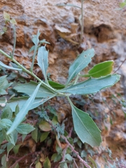 Diplotaxis harra crassifolia