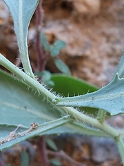 Diplotaxis harra crassifolia