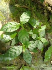 Codonacanthus pauciflorus