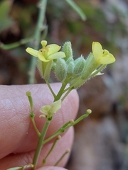 Diplotaxis harra crassifolia