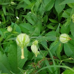 Silene latifolia alba