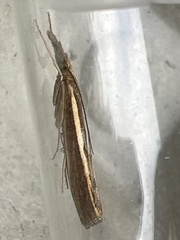 Agriphila tristella
